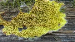 Golden Sweetheart thumbnail 3