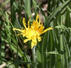 prairie false dandelion thumbnail 3
