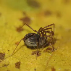 Hesperonemastoma modestum thumbnail 3
