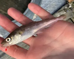 Alaska Pollock thumbnail 2