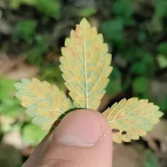 Agrimony Rust thumbnail 3