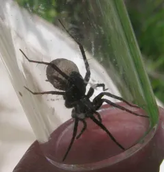 Pardosa coloradensis thumbnail 2