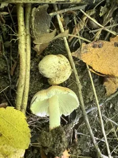 Inocybe dulciolens thumbnail 2