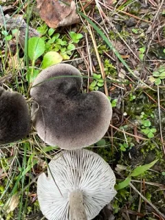 Tricholoma triste thumbnail 3