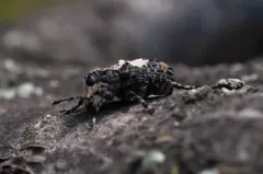 Gonotropis dorsalis thumbnail 3