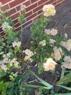garden stonecrop thumbnail 2
