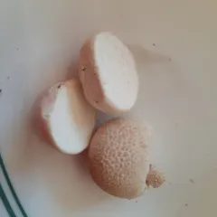 Meadow Puffball thumbnail 3