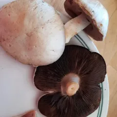 Meadow Mushroom thumbnail 3