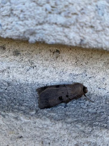 Square-spotted Dart