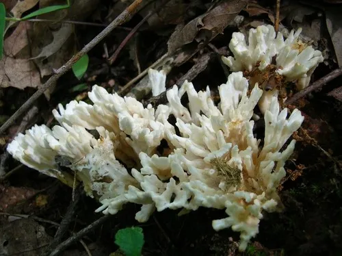 jellied false coral fungus
