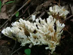 jellied false coral fungus thumbnail 1