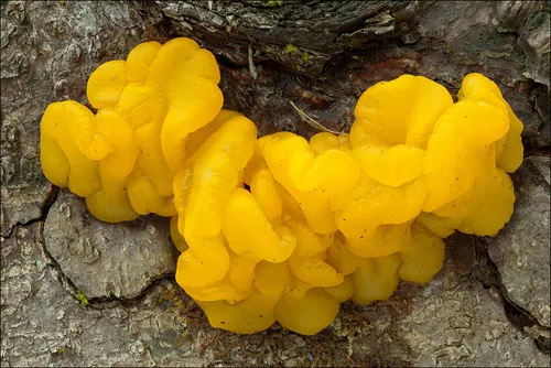 Orange Jelly Spot