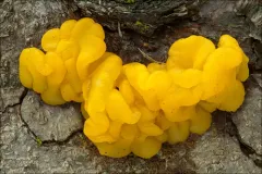 Orange Jelly Spot thumbnail 1