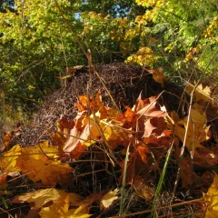 Western Thatching Ant thumbnail 3