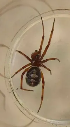 Steatoda washona thumbnail 2