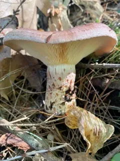 dyed milkcap thumbnail 2