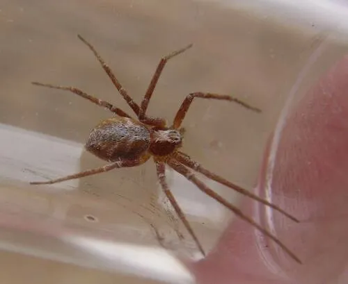Philodromus rodecki