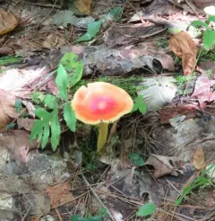 False Caesar's Mushroom thumbnail 2