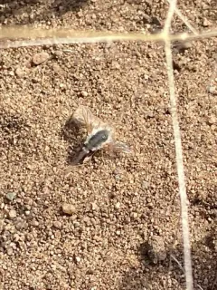 Anastoechus barbatus thumbnail 2