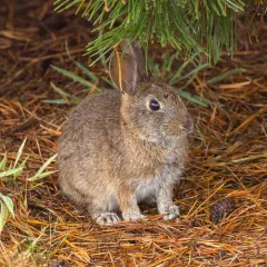 Brush Rabbit thumbnail 2