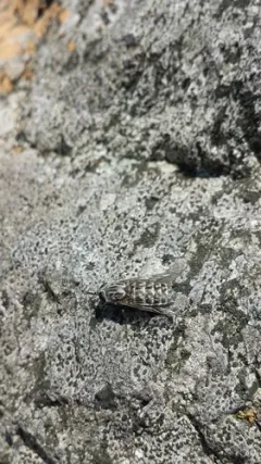 Tabanus vivax thumbnail 2
