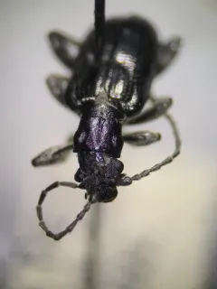 Dubious spade beetle thumbnail 3