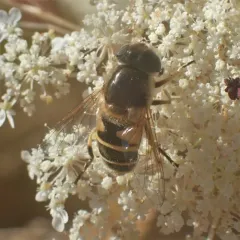 Black-footed Drone Fly thumbnail 2