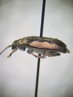 Donacia caerulea thumbnail 3