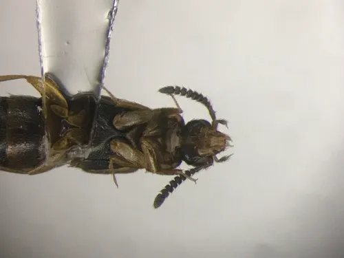 Thamiaraea brittoni