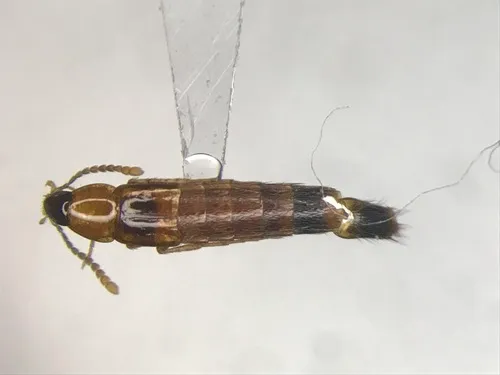 Ischnosoma flavicolle