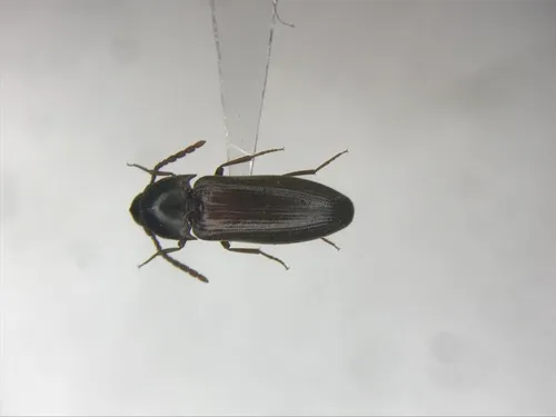 Epiphanis cornutus