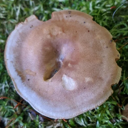 Hertzogia martiorum