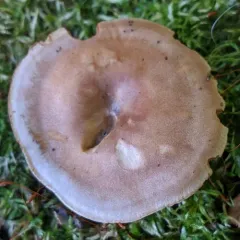 Hertzogia martiorum thumbnail 1