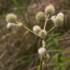 rattlesnake master thumbnail 1
