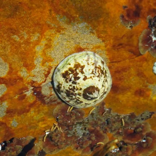 Tortoiseshell Limpet