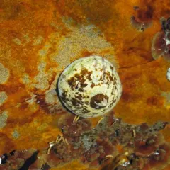 Tortoiseshell Limpet thumbnail 1