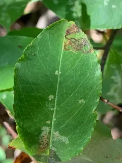Common Fruit-tree Pigmy thumbnail 3