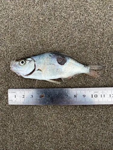 Spotfin Surfperch