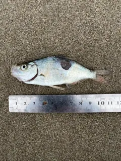 Spotfin Surfperch thumbnail 1