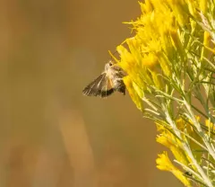 Pseudanarta flava thumbnail 3