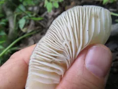 lesser rooting xerula thumbnail 2