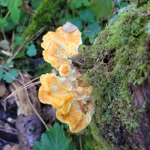 Western Hardwood Sulphur Shelf