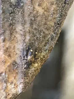Fulvius slateri thumbnail 3