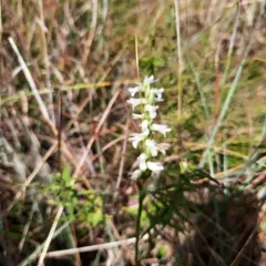 Great Plains Ladies' Tresses thumbnail 4