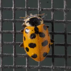 Thirteen-spotted Lady Beetle thumbnail 2