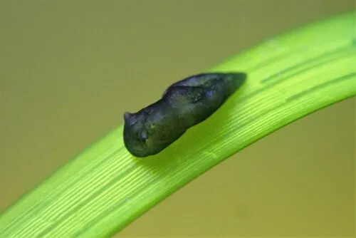 Elysia catulus