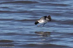 White-faced Storm-Petrel thumbnail 3