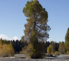 Narrowleaf Cottonwood thumbnail 3