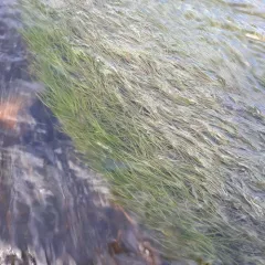 Fennel-leaf Pondweed thumbnail 3