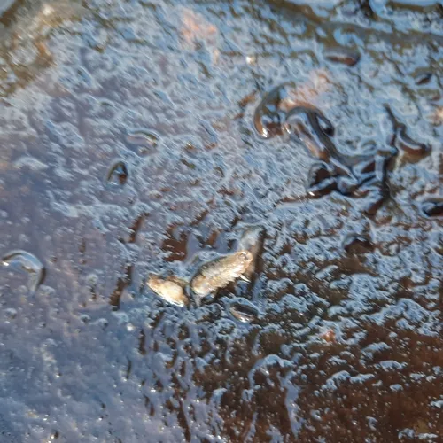 Racovitza's Waterslater